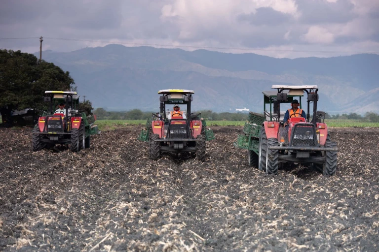 Día Mundial de la Agricultura: 3 prácticas que transforman el cultivo de caña